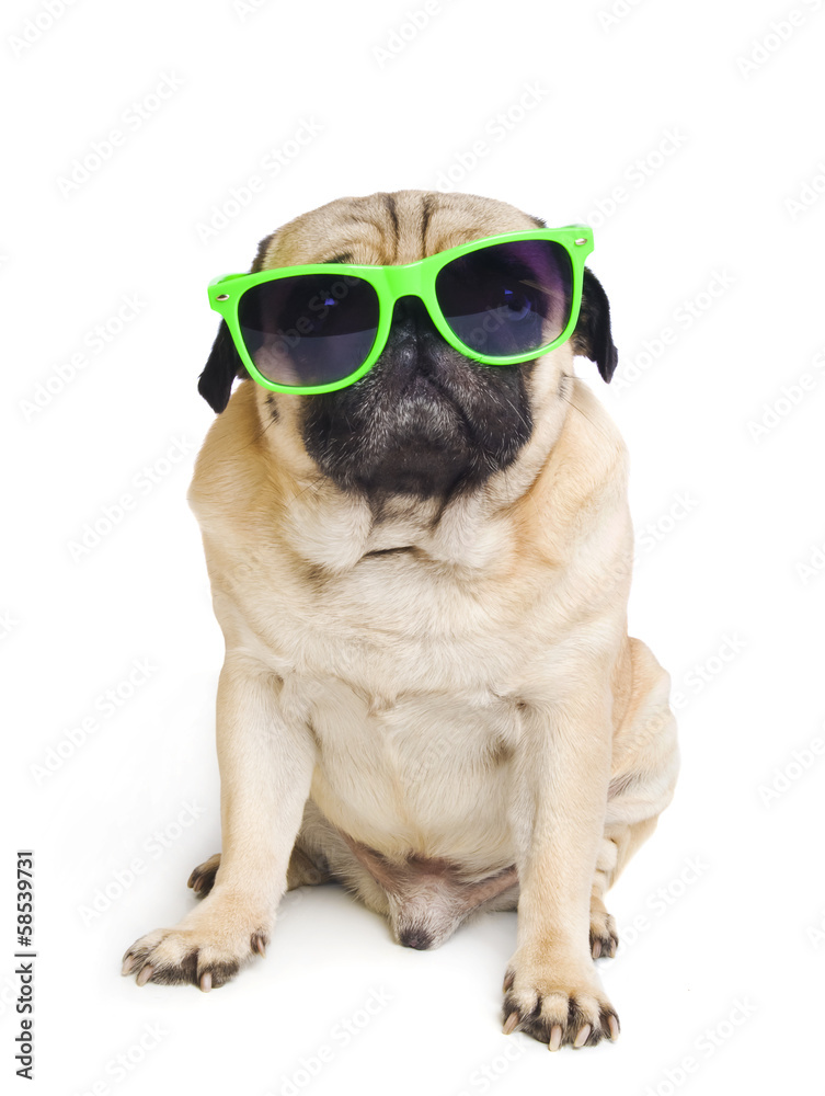 pug with sunglasses.