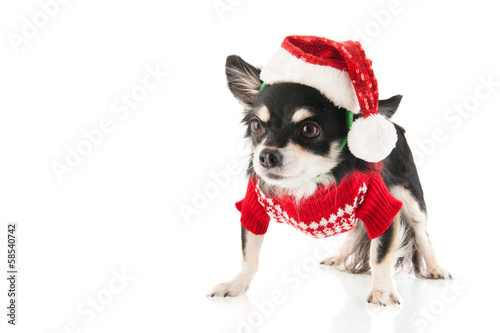 Black Chihuahua for Christmas © Ivonne Wierink