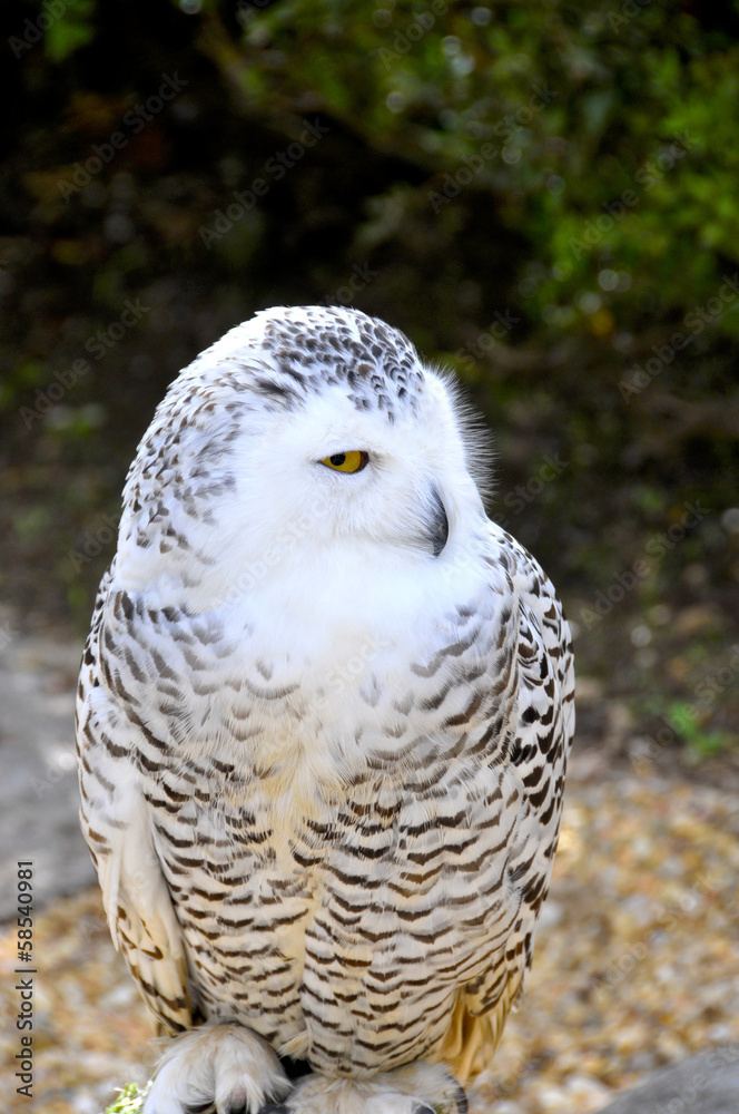 Snowy owl Snowy owl