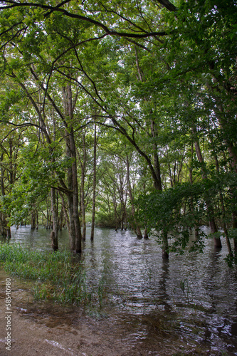 Flooding with trees in water