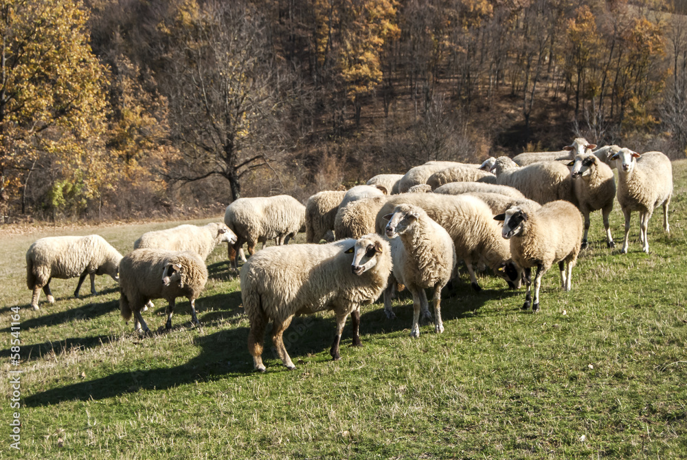 Herd of sheep on mountain pasture in sunny autumn day