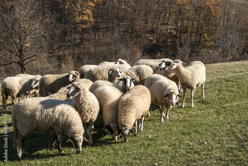 Herd of sheep on mountain pasture in sunny autumn day