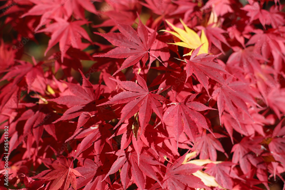 Feuilles d'érable du Japon en automne Kōyō Feuilles d'érable du Japon en automne Kōyō