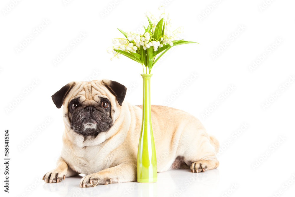 pug dog  isolated on white background