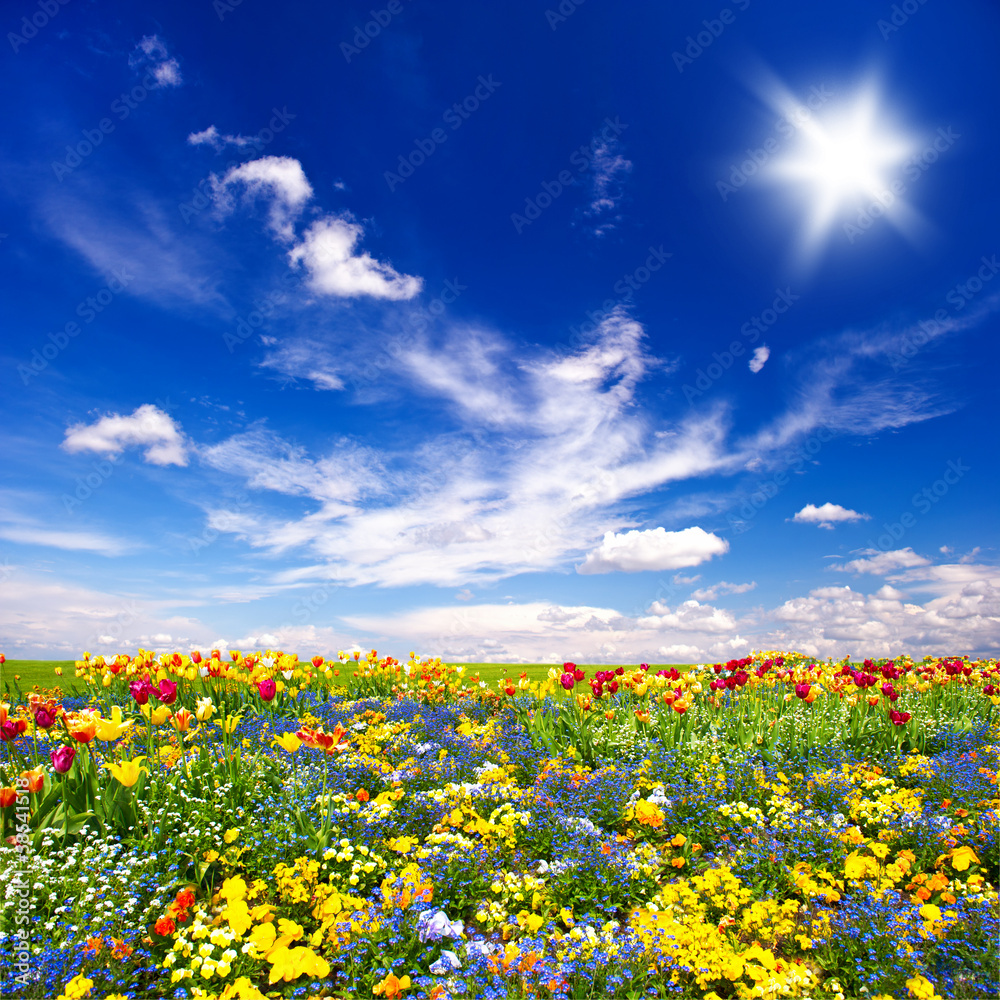 beautiful flowers meadow and cloudy blue sky beautiful flowers meadow and cloudy blue sky