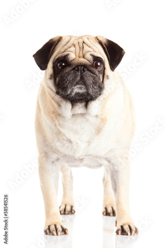 pug dog isolated on white background