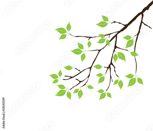 vector tree branch with green leaves