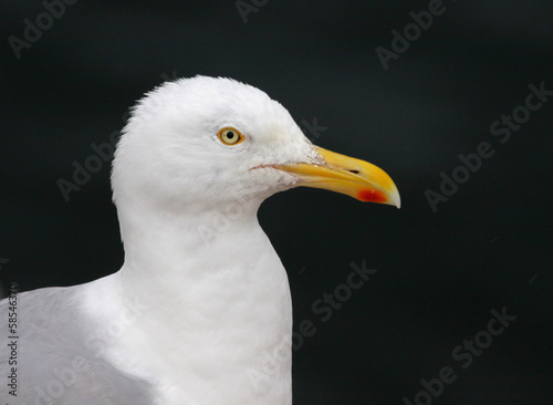 Herring Gull Profile