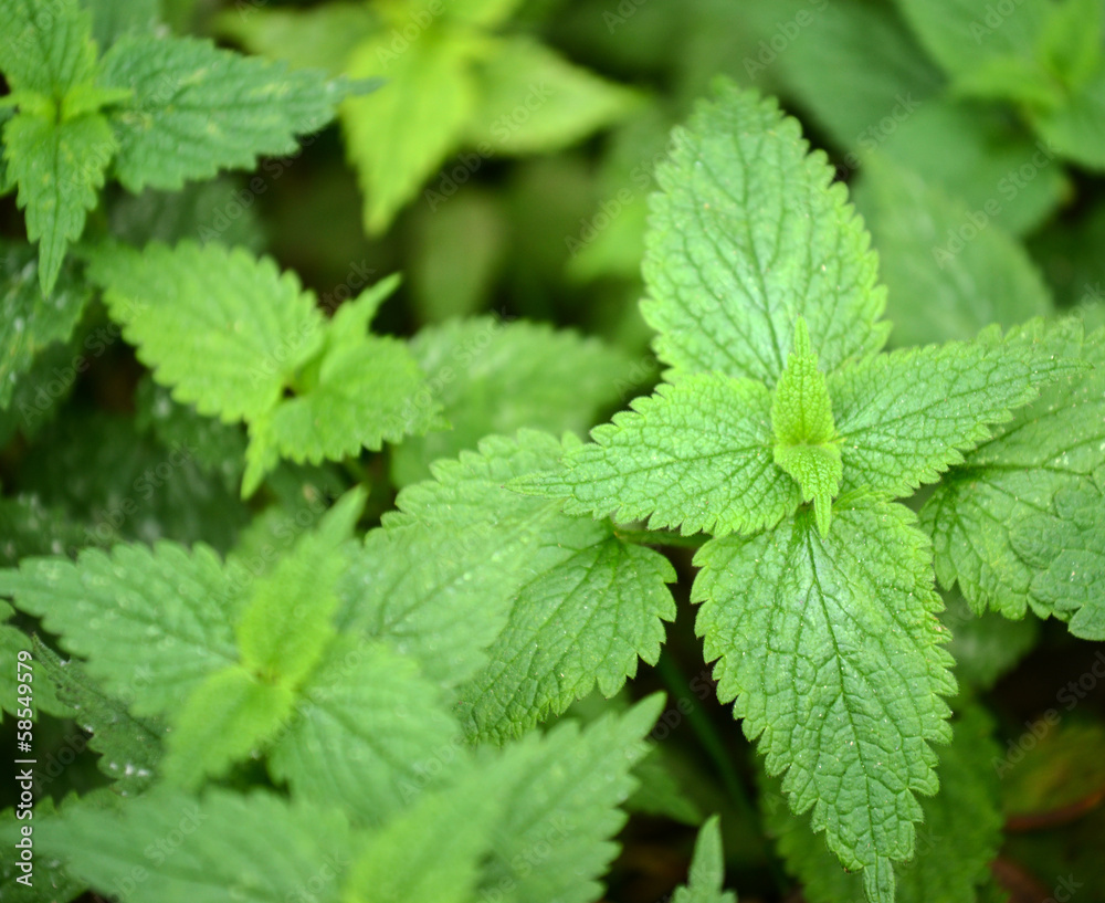 Stinging nettle Stinging nettle