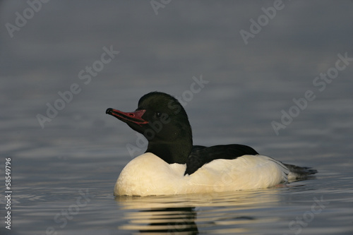 Goosander, Mergus merganser photo