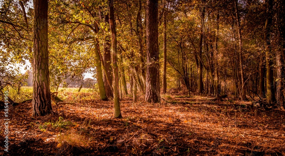 Rays of autumn sun shining through trees in the woods Rays of autumn sun shining through trees in the woods