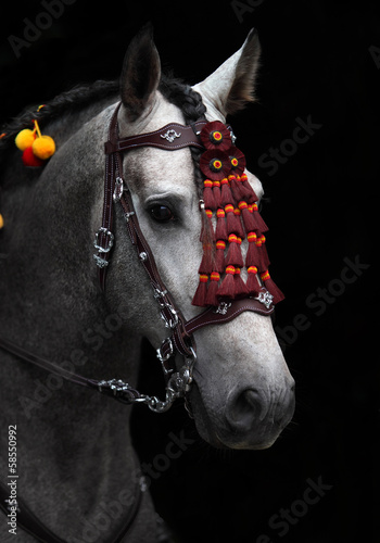 Wonderful Andalusian stallion in horse show Moscow