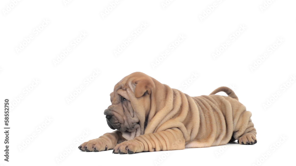 Shar pei puppy lying and looking around Shar pei puppy lying and looking around