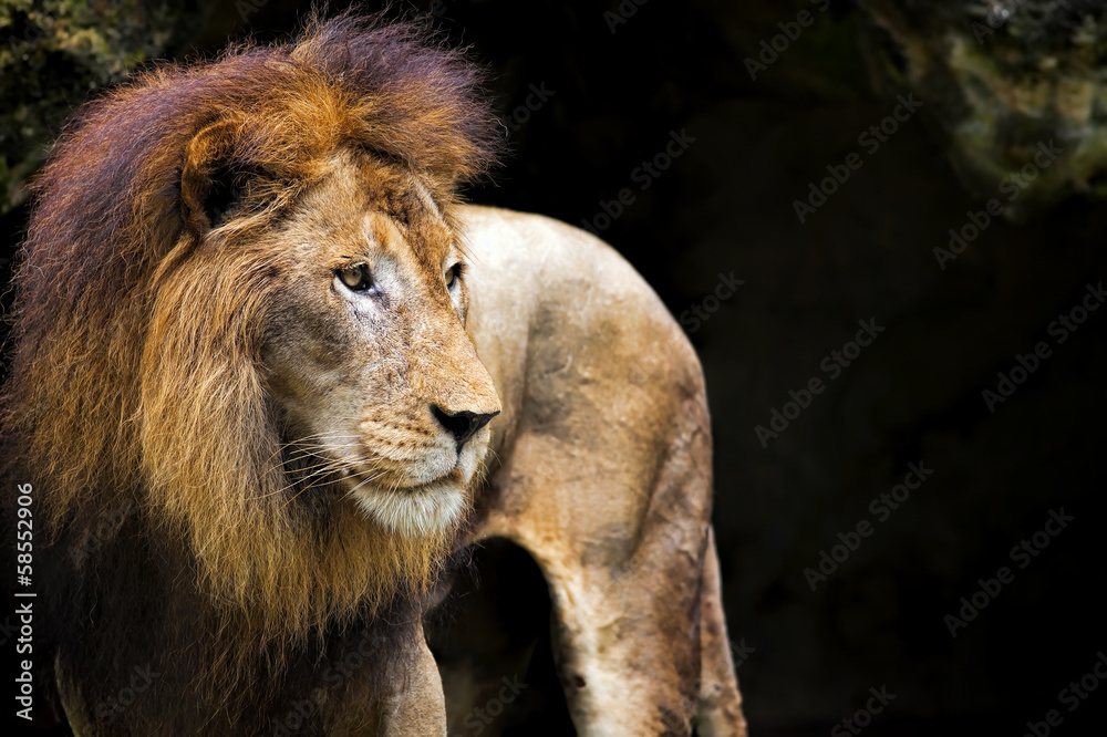 Obraz premium Lion portrait
