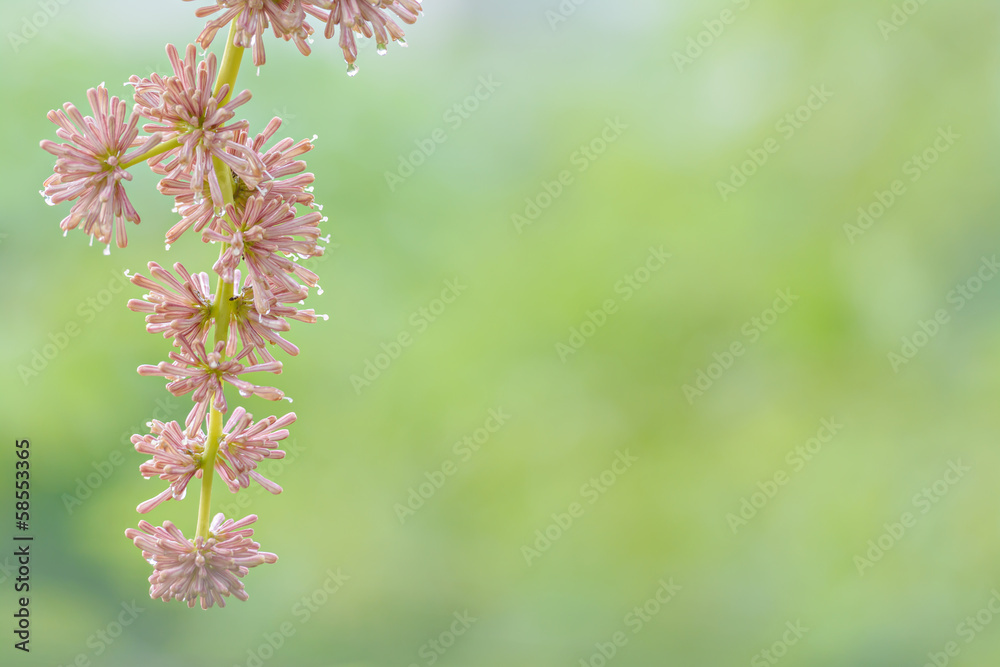 Sunlight through foliage, abstract nature backgrounds Sunlight through foliage, abstract nature backgrounds