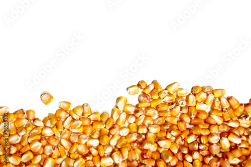frame made of corn seeds with white background