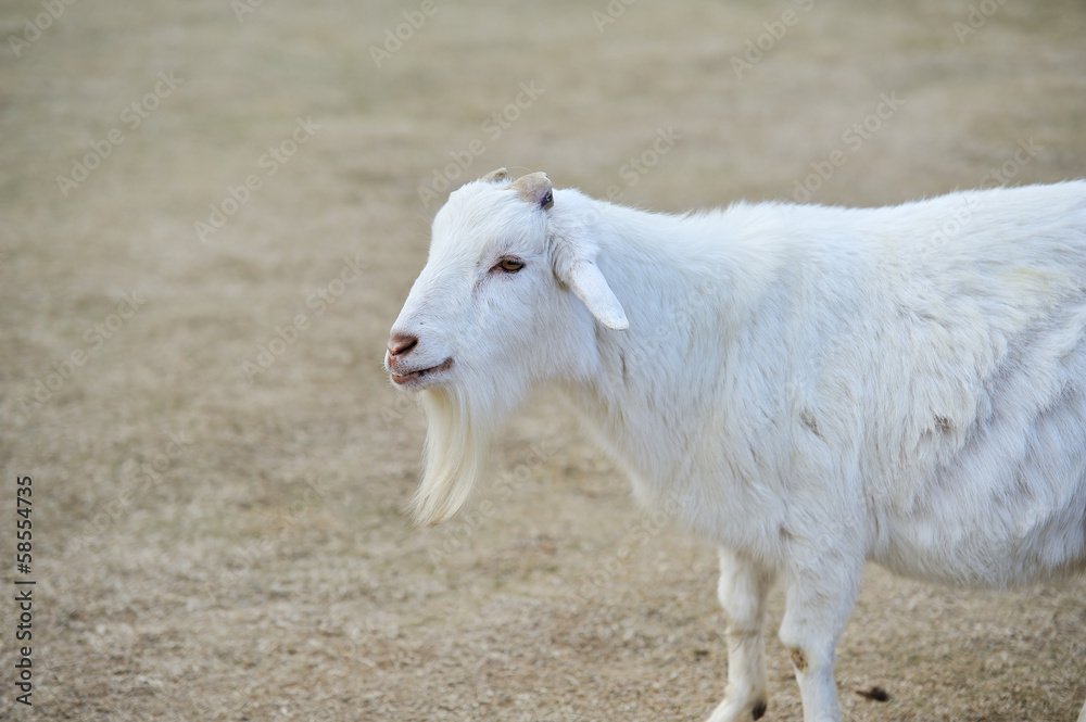 Obraz premium ヤギのポートレート