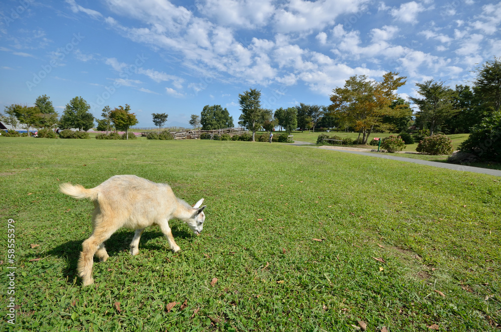 Obraz premium ヤギのポートレート