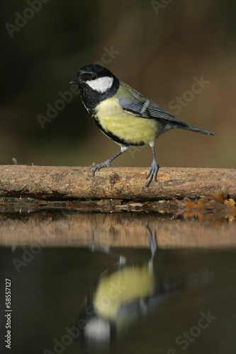 Great tit, Parius major