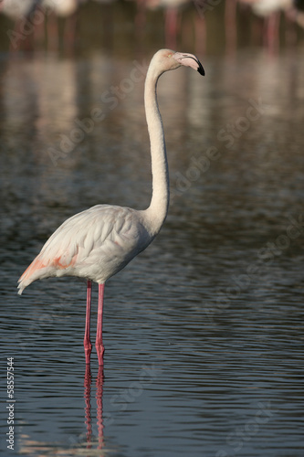 Greater flamingo  Phoenicopterus ruber