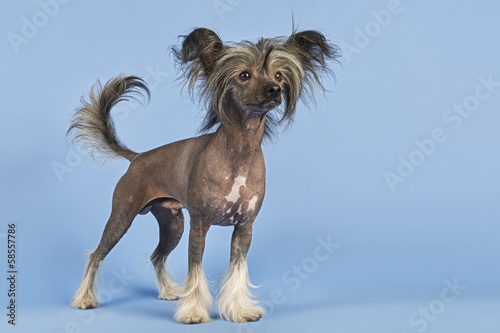 Hunde-Chinese-Crested-9975