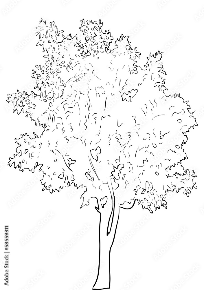 tree sketch isolated on white background