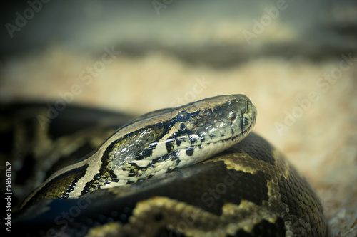 Portrait de python royal