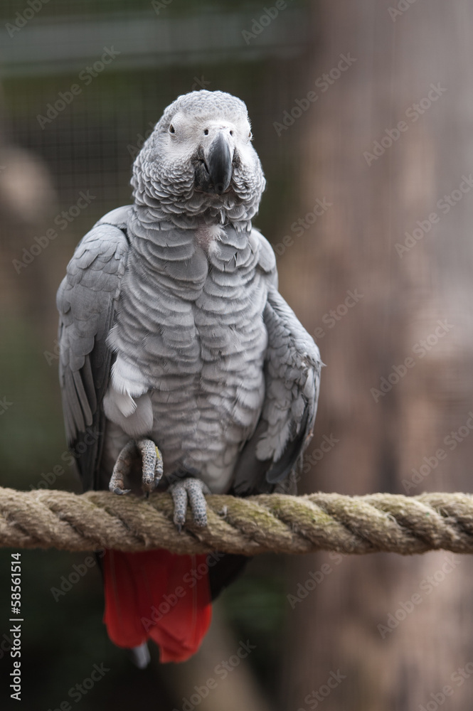Fototapeta premium Perroquet gris du gabon