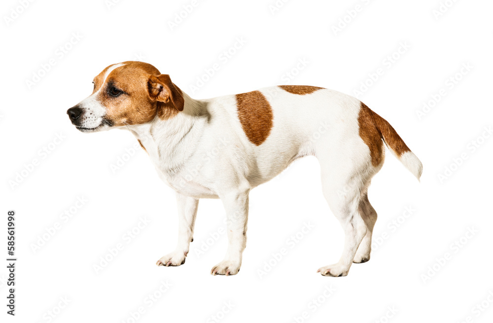 Adorable little dog, isolated on white background
