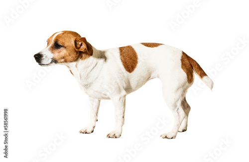 Adorable little dog, isolated on white background