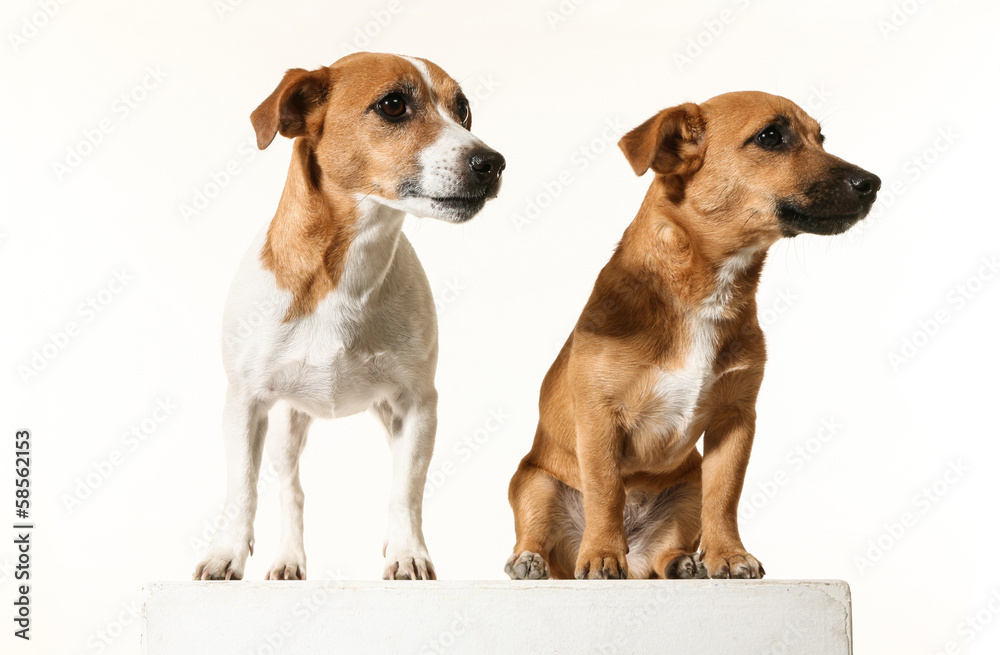 two adorable little dogs, isolated on white background