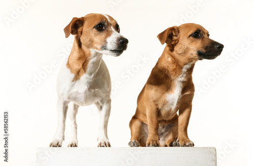 two adorable little dogs, isolated on white background