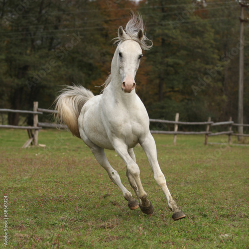Nice white arabian stallion with flying mane © Zuzana Tillerova