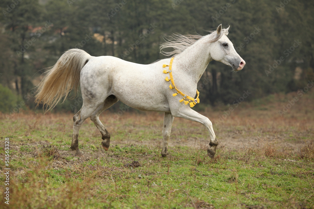 Nice white arabian stallion with flying mane Nice white arabian stallion with flying mane