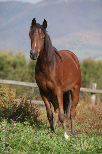 Perfect arabian horse on pasturage in autumn