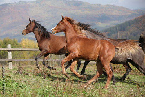 Group of horses running on autumn pasturage