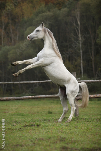 Gorgeous arabian stallion prancing © Zuzana Tillerova