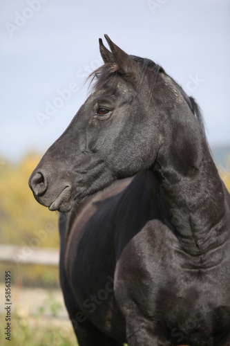 Black horse on pasturage in autumn