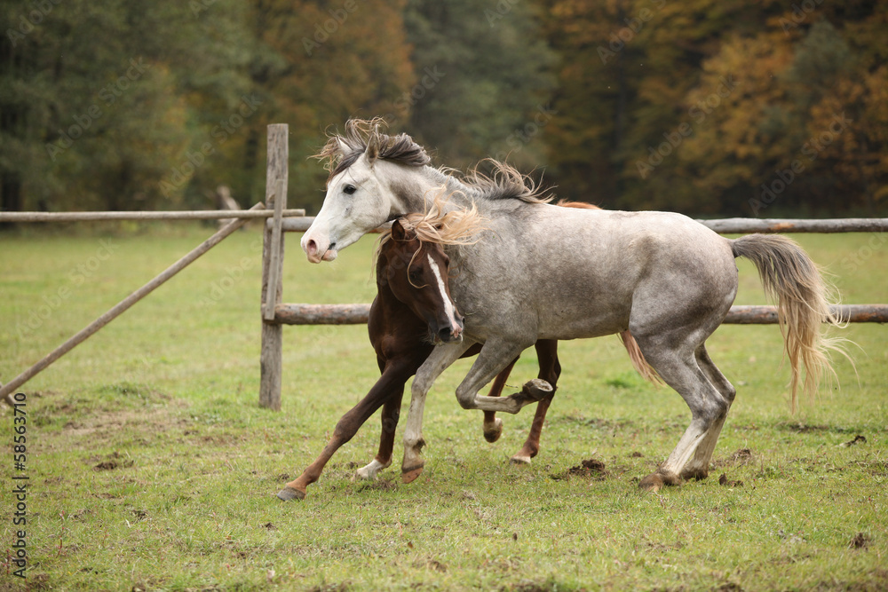 Two stallions playing on pasturage