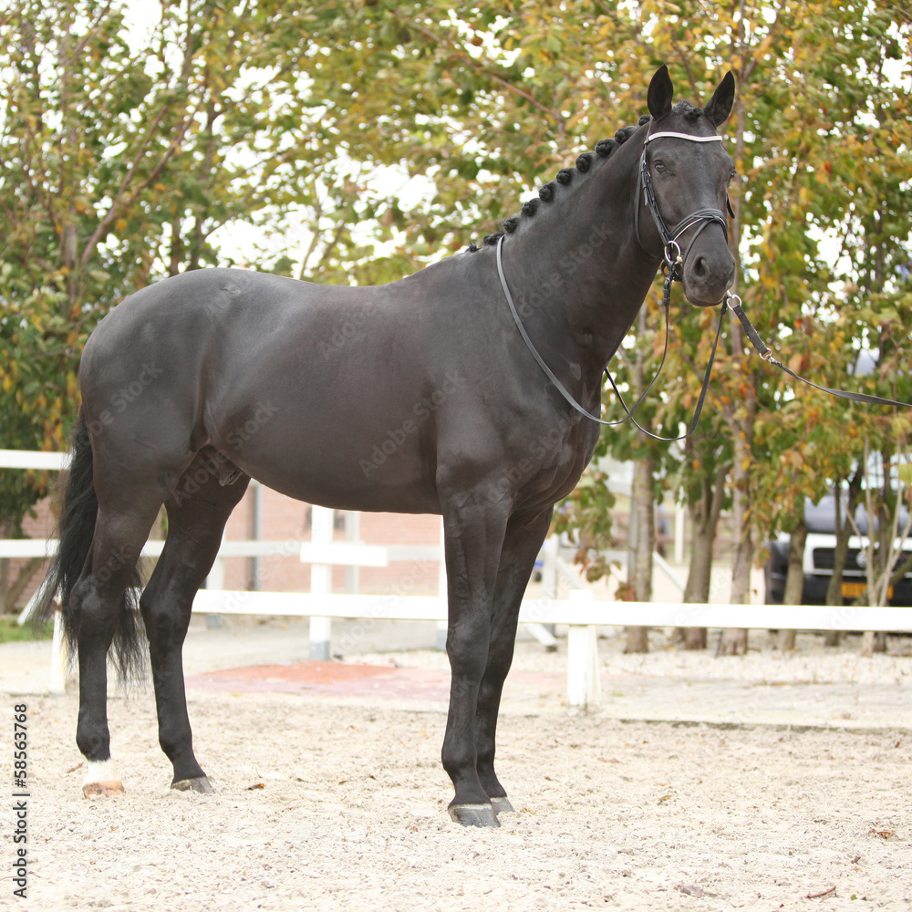 Beautiful dutch warmblood with perfect hair style Beautiful dutch warmblood with perfect hair style