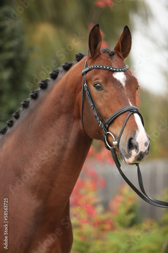 Nice big horse with perfect hair style