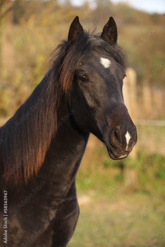 Nice black kabardin horse in autumn Nice black kabardin horse in autumn
