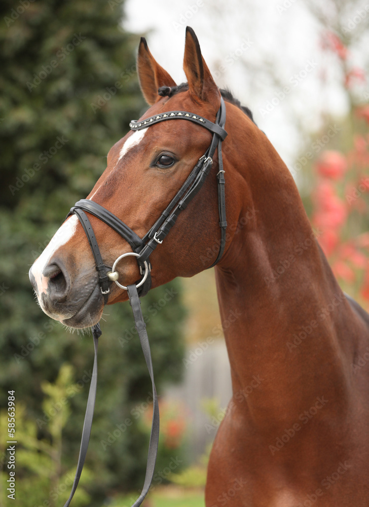 Fototapeta premium Nice big horse with perfect hair style