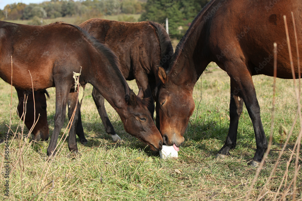 Naklejka premium Kabardin horse with lick-log on pasturage