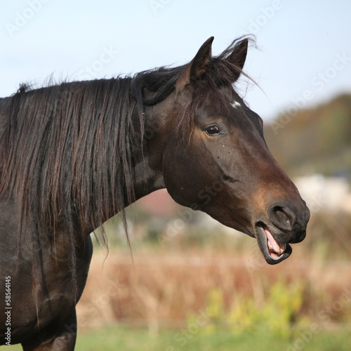 Nice kabardin horse yawning © Zuzana Tillerova
