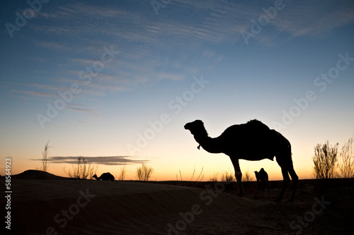 Dromadaire dans le désert, soleil couchant © Delphotostock