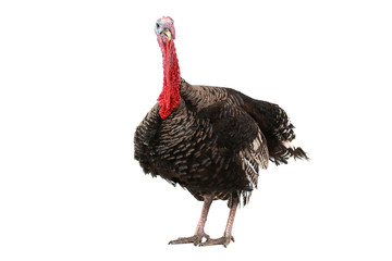 Turkey