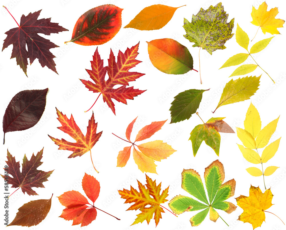 Collection of beautiful colored autumn leaves isolated on white Collection of beautiful colored autumn leaves isolated on white