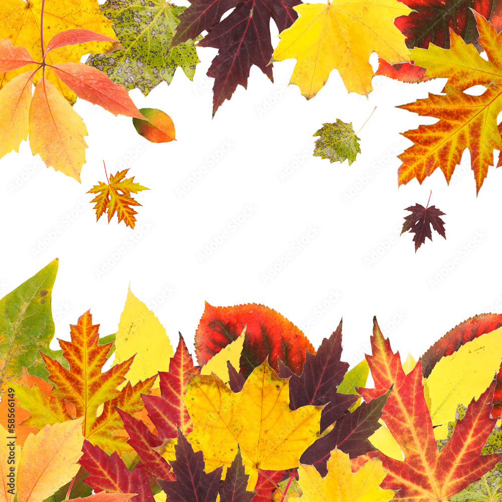 Fototapeta premium Frame of beautiful colored autumn leaves isolated on white
