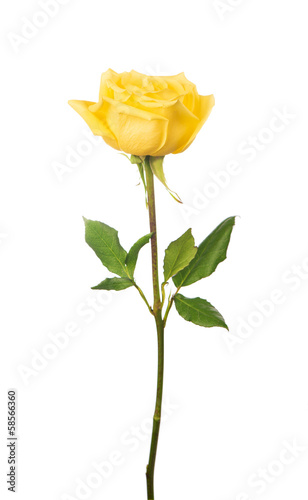 Fototapeta Naklejka Na Ścianę i Meble -  beautiful yellow rose isolated on white background